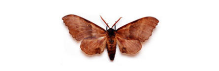 Moth control london