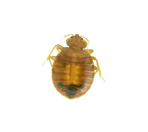 bedbug control London